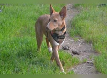 Nubi, eine sanfte kleine Entdeckerin mit vorsichtiger Neugier