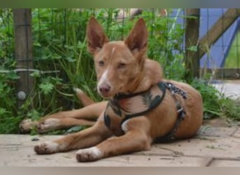 Nubi, eine sanfte kleine Entdeckerin mit vorsichtiger Neugier