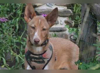 Nubi, eine sanfte kleine Entdeckerin mit vorsichtiger Neugier