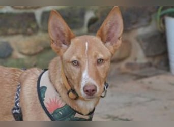 Nubi, eine sanfte kleine Entdeckerin mit vorsichtiger Neugier