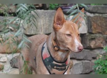 Nubi, eine sanfte kleine Entdeckerin mit vorsichtiger Neugier