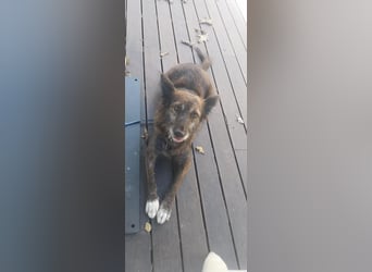 Liebe Brownie sucht ihr Plätzchen