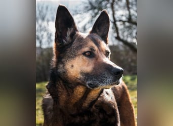 Loba  sucht ihr Sofa