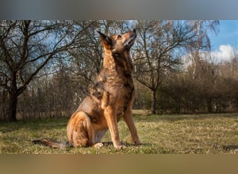 Loba  sucht ihr Sofa