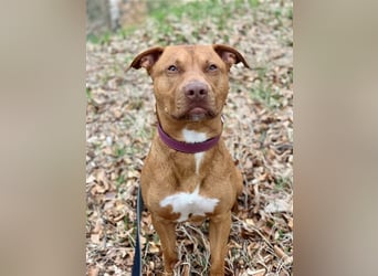 Tyler, sportlich u. temperamentvoller Jungrüde