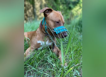 Tyler, sportlich u. temperamentvoller Jungrüde