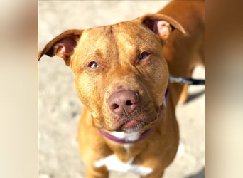 Tyler, sportlich u. temperamentvoller Jungrüde