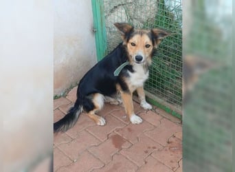 Cooper, sportlicher Wirbelwind sucht seine Menschen