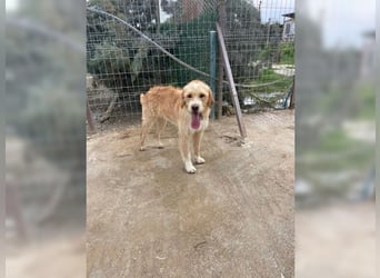 Max, der perfekte Begleiter