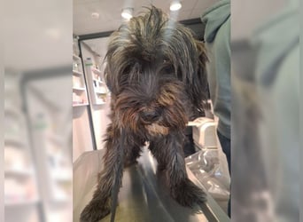 Robin, ein Rohdiamant