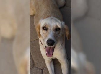 Lotti ist der perfekte Familienhund