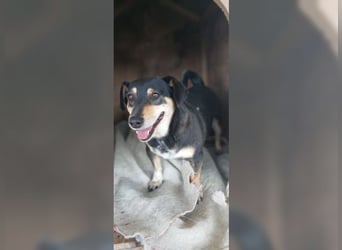 Boxy,eine gemütliche Hündin, Anfängerhund