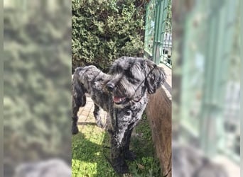 Robin, ein Rohdiamant