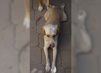 Lotti ist der perfekte Familienhund