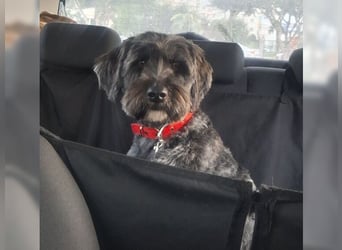 Robin, ein Rohdiamant