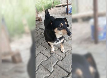 Boxy,eine gemütliche Hündin, Anfängerhund