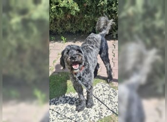 Robin, ein Rohdiamant