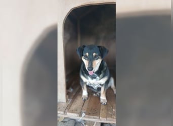 Boxy,eine gemütliche Hündin, Anfängerhund