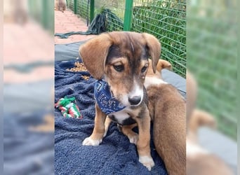 Henry, der sanfte Schatz wäre am liebsten Schosshund