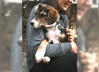 Henry, der sanfte Schatz wäre am liebsten Schosshund