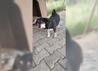 Boxy,eine gemütliche Hündin, Anfängerhund