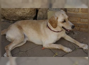 Lotti ist der perfekte Familienhund