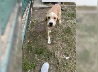 Max, der perfekte Begleiter