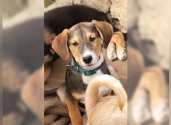 Henry, der sanfte Schatz wäre am liebsten Schosshund