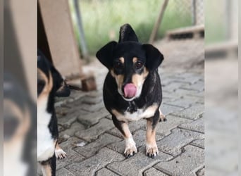Boxy,eine gemütliche Hündin, Anfängerhund