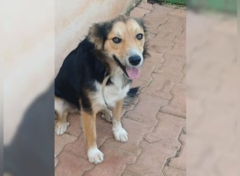 Cooper, sportlicher Wirbelwind sucht seine Menschen