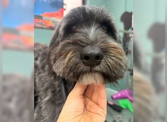 Robin, ein Rohdiamant