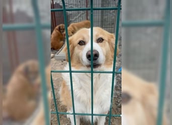 Latte, ein Goldschatz sucht sein Glück