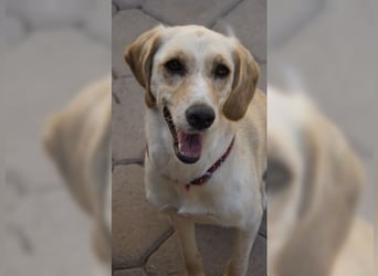 Lotti ist der perfekte Familienhund