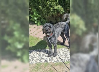 Robin, ein Rohdiamant