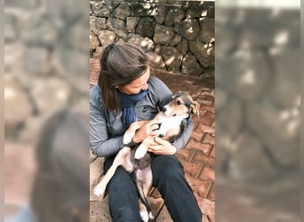 Henry, der sanfte Schatz wäre am liebsten Schosshund