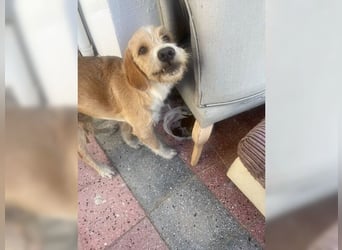 Max, der perfekte Begleiter