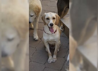 Lotti ist der perfekte Familienhund