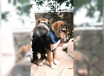 Henry, der sanfte Schatz wäre am liebsten Schosshund