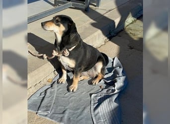 Boxy,eine gemütliche Hündin, Anfängerhund