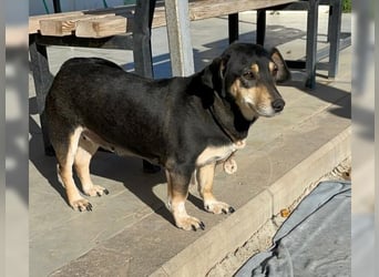 Boxy,eine gemütliche Hündin, Anfängerhund