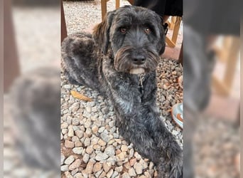 Robin, ein Rohdiamant