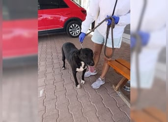 Siyah, liebevolle Hündin die ums Überleben kämpfen musste