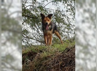 Cooper, sportlicher Wirbelwind sucht seine Menschen