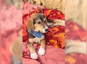 Henry, der sanfte Schatz wäre am liebsten Schosshund