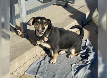 Boxy,eine gemütliche Hündin, Anfängerhund