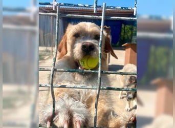 Max, der perfekte Begleiter
