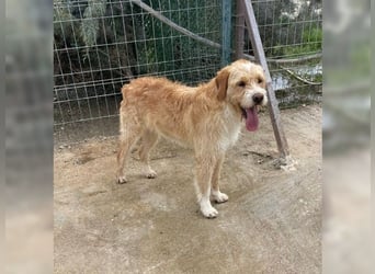 Max, der perfekte Begleiter
