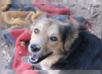 Cooper, sportlicher Wirbelwind sucht seine Menschen