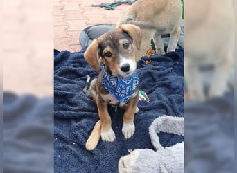 Henry, der sanfte Schatz wäre am liebsten Schosshund