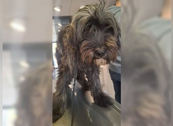 Robin, ein Rohdiamant